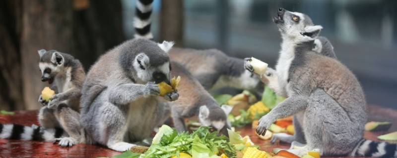 水果会引来什么动物 水果类动物