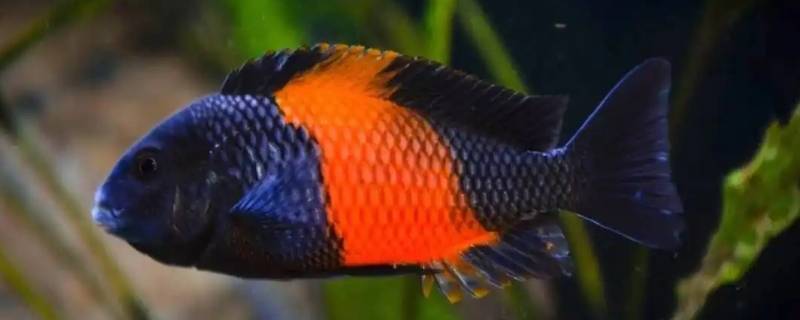 蝴蝶慈鲷最佳鱼缸尺寸是多少 多大尺寸的鱼缸适合养蝴蝶鲤