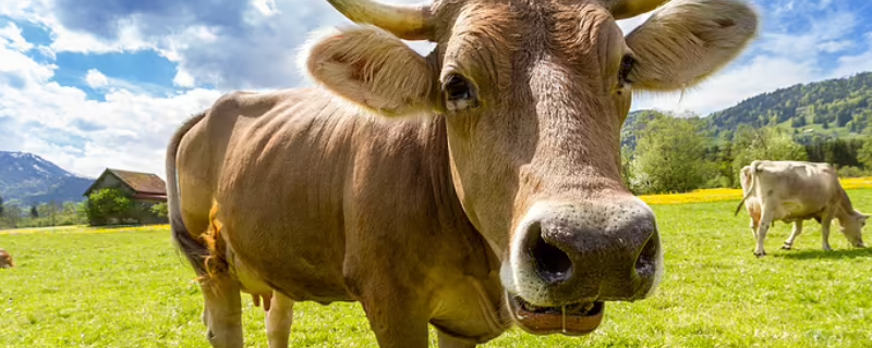 用尺量牛的体重最准的方法 用尺子量牛体重的方法