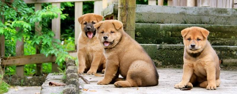 中华田园犬哪个品种不爱叫 中华田园犬哪个品种不爱叫唤