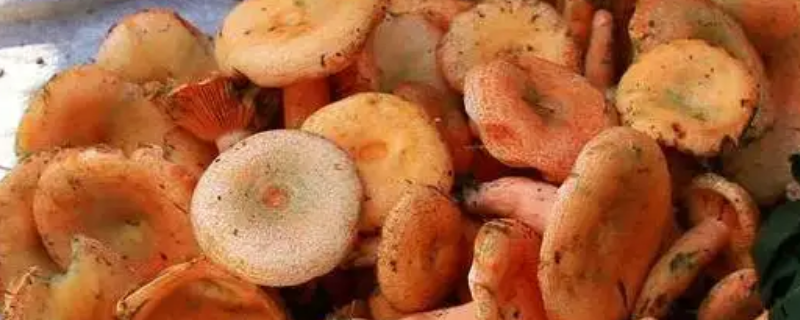 鲜九月香怎么保存（九月香菌怎么保存很久）