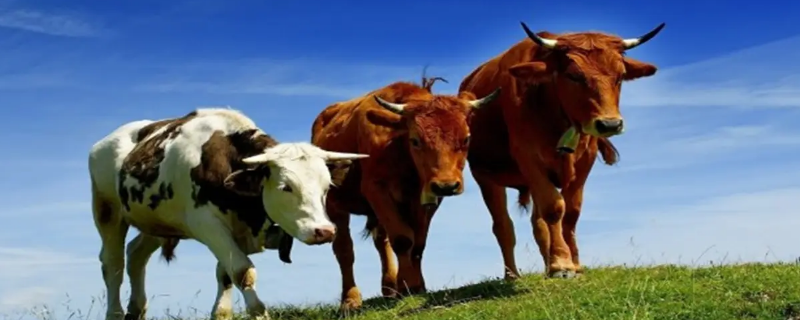 牛到屠宰场为什么要放一夜 牛到屠宰场为什么要放一夜再杀