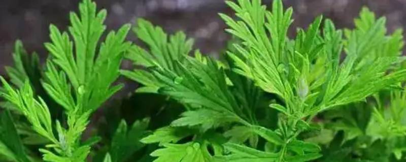 陈艾种门口可以吗