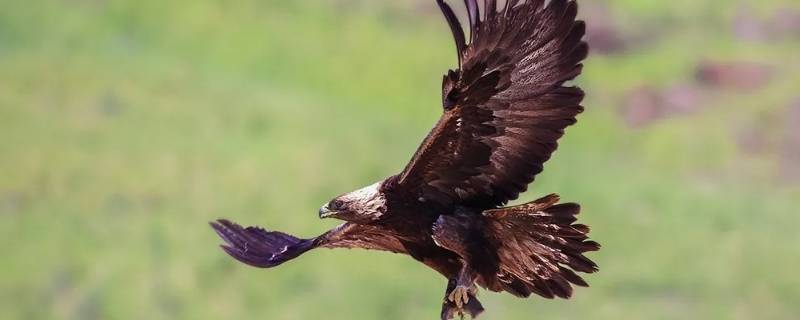 济南南部山区有食肉动物吗 济南南部山区有什么动物