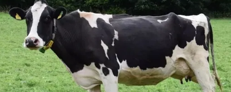 阿根廷奶牛品种（阿根廷是南美最大的奶牛养殖国家）