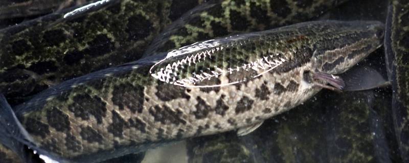 黑鱼晚上用手电照跑吗 黑鱼晚上用手电照跑吗视频