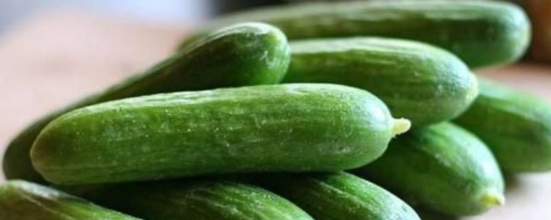 青瓜留种要多久 青瓜留种要多久才能结果