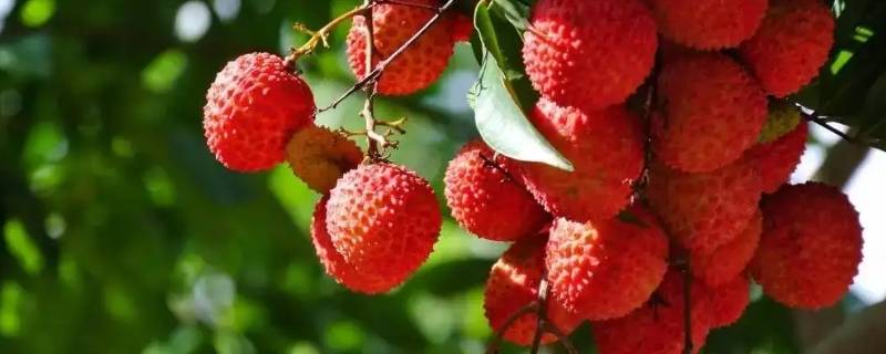 美荔相随顺丰在哪里购买