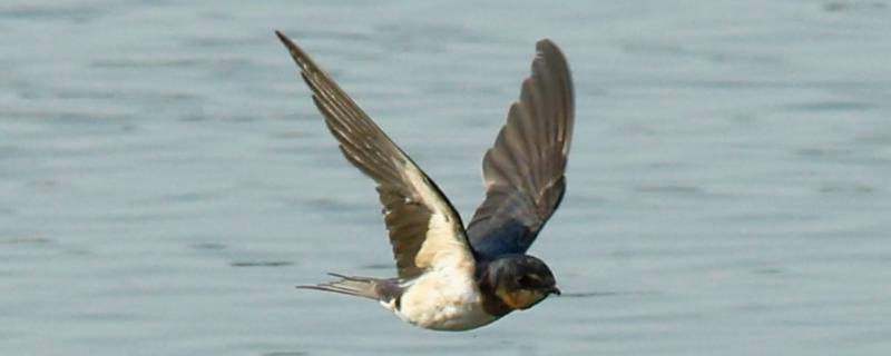 燕子捉鱼吗（燕子会捉鱼吗）