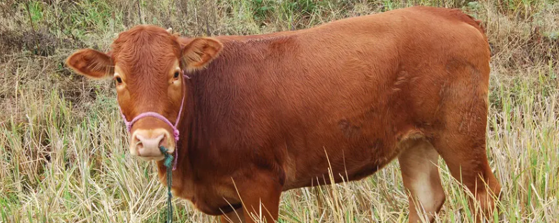 一具牛是几头牛（一具牛是几头牛的一种）