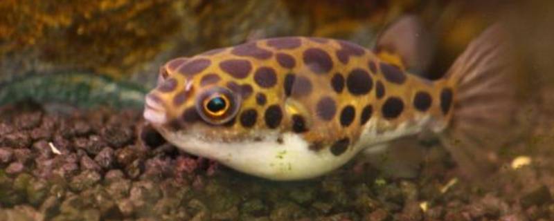 弓斑东方鲀作为观赏鱼危险吗 弓斑东方鲀鱼怎么养