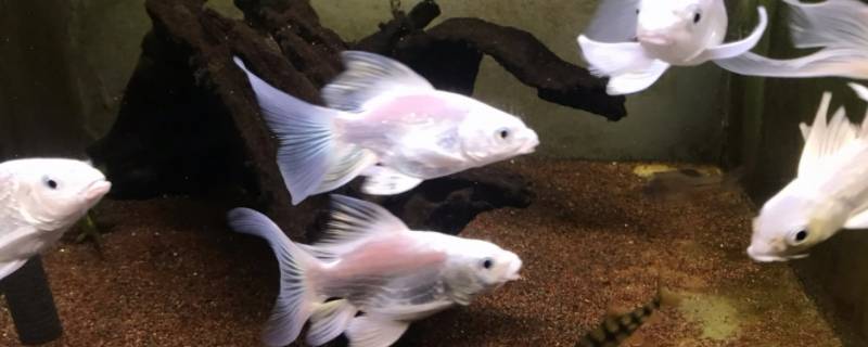 蝴蝶鲤的嘴巴不一样正常吗 蝴蝶鲤频繁张嘴