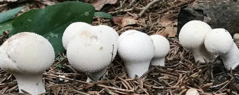 煮野生蘑菇要放冷水还是热水