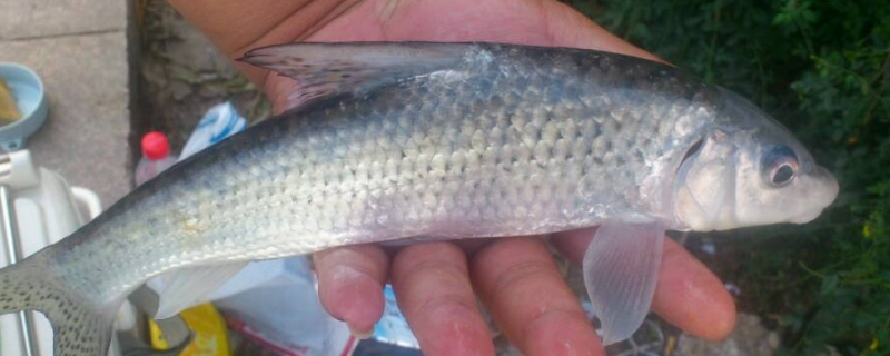 激浪鱼是保护动物吗（抗浪鱼是保护动物吗）