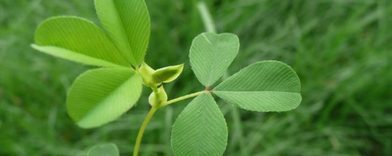 苜蓿草招蟑螂吗 苜蓿草招蟑螂吗图片