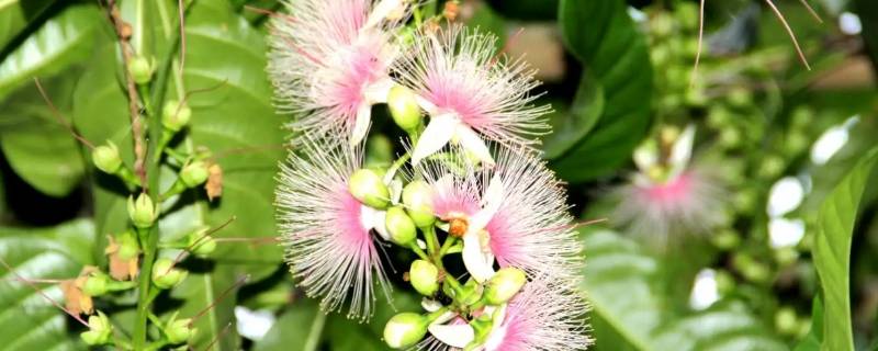 全球哪里有玉蕊花 玉蕊花到底是什么花