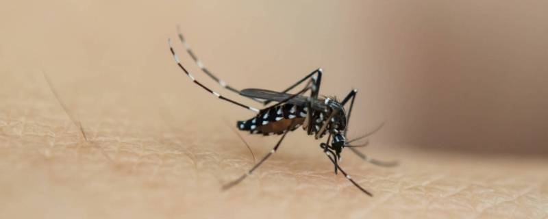 蚊子吃米饭吗（饭蚊子吃什么）