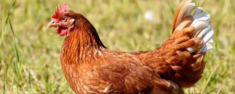 两未成打一动物 其一未见其二打一动物