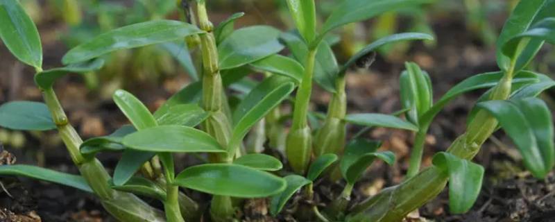 桂林米斛开花香吗（月桂开花香吗）