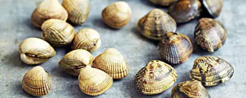 蛤蜊属于生饵吗 蛤蜊是花蛤还是文蛤