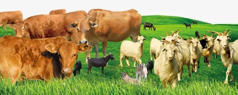 牛羊饲料硬度多少合适（什么牛羊饲料好）