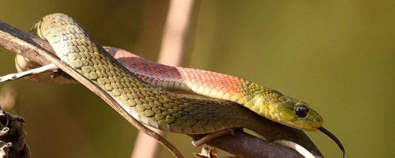 蛇真的会缠绕玫瑰吗（蛇喜欢玫瑰吗）