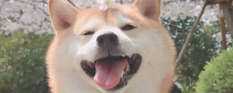 笑得动词在什么地方（动词什么地笑着）