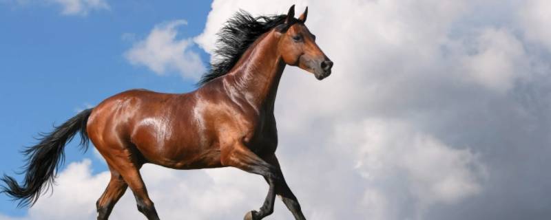 身行屋边走四方打一动物解答 走四方打一生肖动物是什么