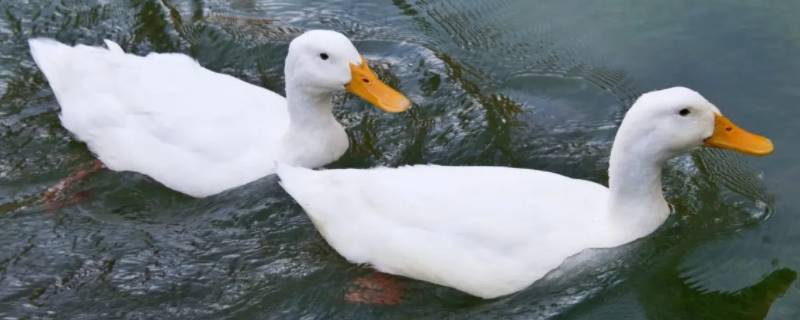 养鸭子的地方适合粉塑料嘛（城市里能养鸭子吗）