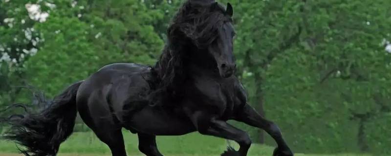 好马跑失脚是什么意思 马有失蹄是什么意思