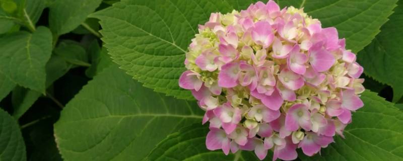 绣球茎上有褐色条纹 绣球茎上有褐色条纹怎么回事