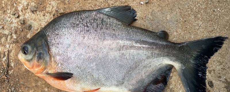 鲽鱼和鲳鱼哪个贵 鲳鳊鱼为什么那么贵