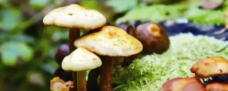 夏至菇生长周期 夏至菇什么时候生长