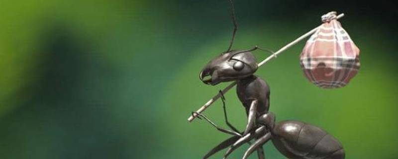 碰一下报复蚁会被报复吗 蚂蚁有报复行为吗