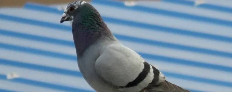 鸽子副产品有哪些（食用鸽子品种）