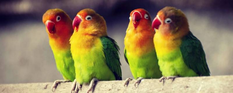 鹦鹉可以吃鸡的维生素E吗（鹦鹉能吃鸡肝吗）