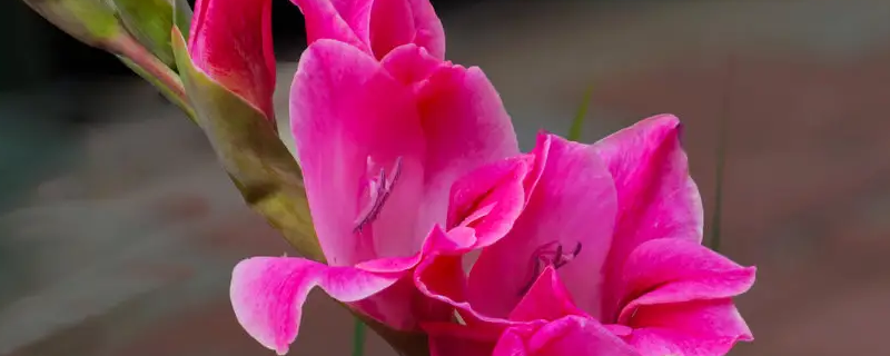 剑兰夏天休眠吗（剑兰能过冬吗）