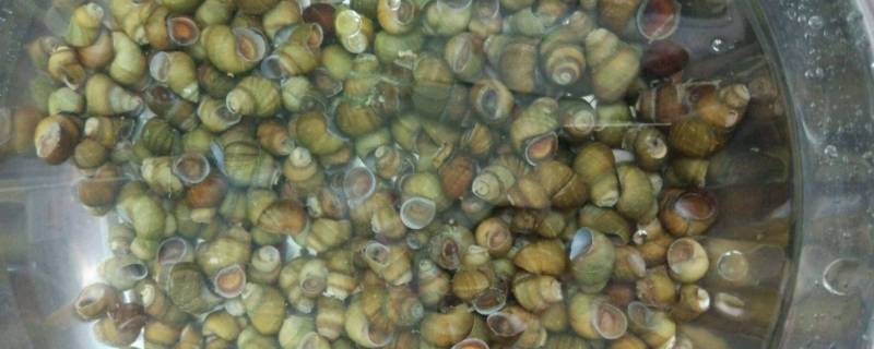 田螺吃黑毛藻吗（田螺吃藻类吗?）