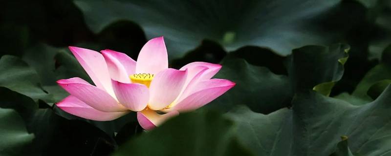 观音莲花底座什么颜色好（观音莲花底座什么颜色好看图片）