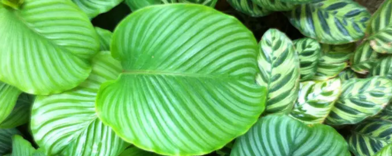 青苹果竹芋可以放有楼梯口吗（青苹果竹芋可以放阳台吗）