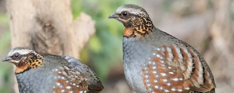 芦丁鸡育雏网怎么固定 芦丁鸡育苗