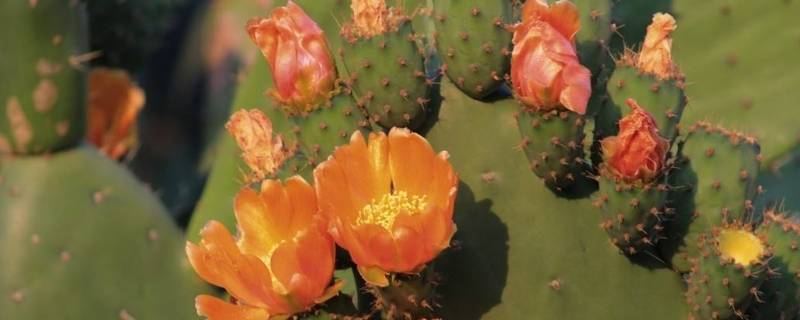 仙人掌花花柱成因（仙人掌花下面的柱是什么）