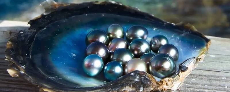 黑色蝴蝶结配什么颜色的珍珠