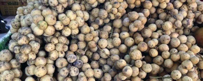 龙宫果如何判断坏了