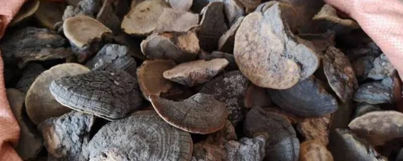 野生槐耳干品哪里有卖的 野生槐耳干品哪里有卖的呀