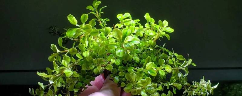 鹿角榕会生根吗（鹿角榕能生长吗）