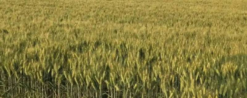 2022海盐小麦保险下发时间