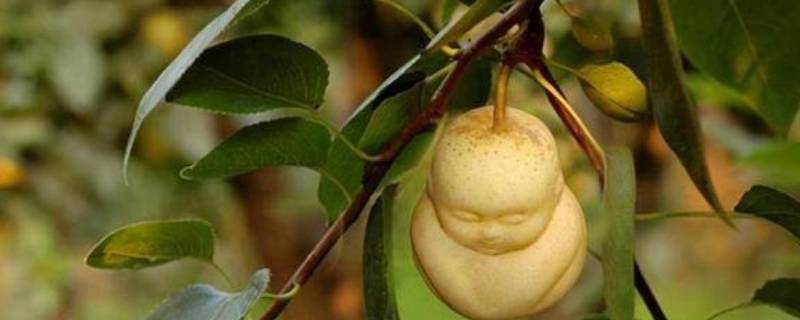 甘肃人参果是变种的吗 甘肃人参果种植情况