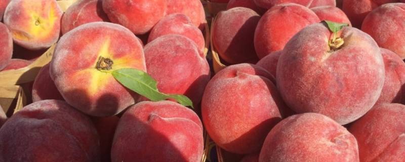 8个桃子5人是多少（一共有五个桃子）