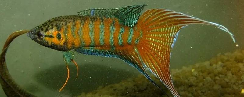 叉尾鱼能不能养观赏鱼 叉尾鱼好吗